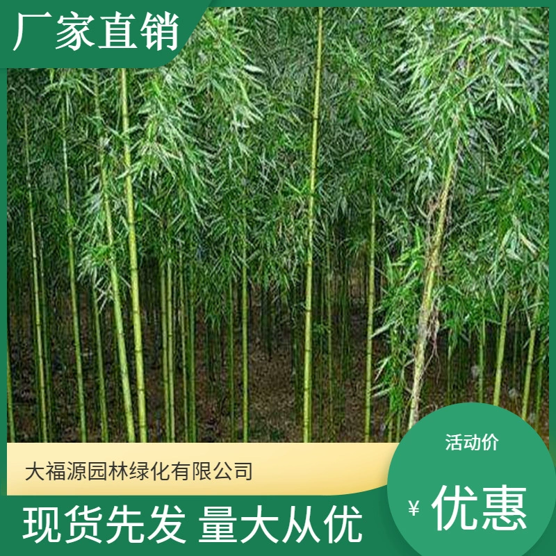 [Базовая Оптовая Продажа] Большое Количество Скидка Четыре сезона Бамбуковые рассады Живописный район Ландшафтный дизайн Дорожный сад Проект Озеленение рассады