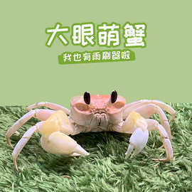 中华沙蟹活体大眼萌陆生螃蟹懒人宠物寄居蟹淡水易养活饲养盒套装