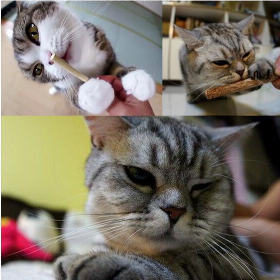 Одноценная кошачья зубы шлифование деревянная полигона кошачья закуска кошачья кошачья кошачья палочка награда награда для кошки игрушки