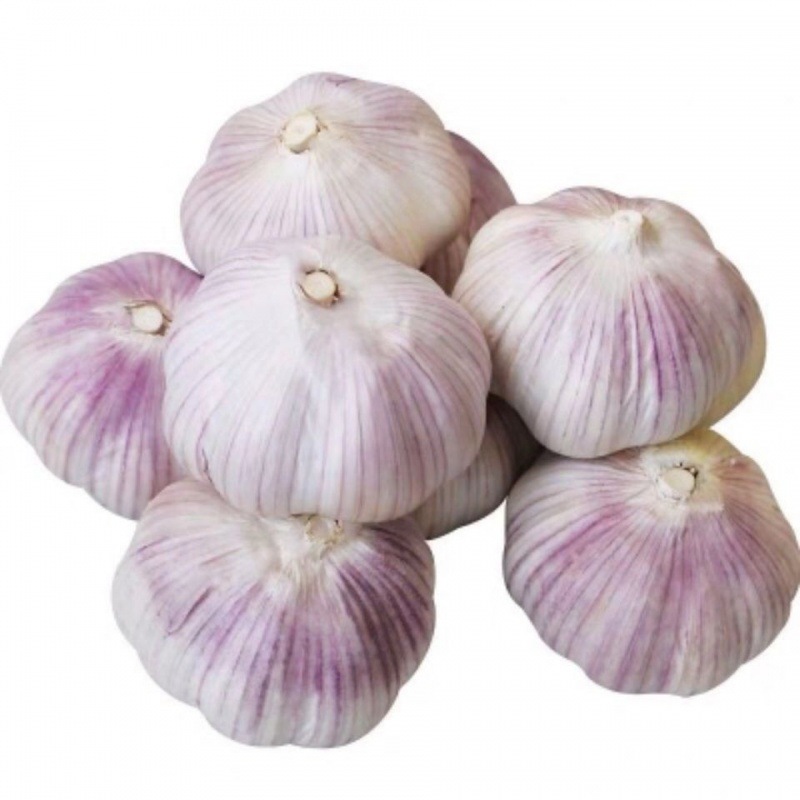 Garlic Garlic Shandong Purple garlic 10 New dry Garlic Rich grain Full 35