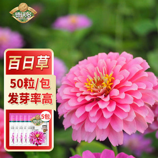 Devo Multi-Fertilizer Seeds Zinnia *5 Bags of Grass Seeds Flower Seeds for All-Season Planting Balcony Potted Hydroponic Seeds