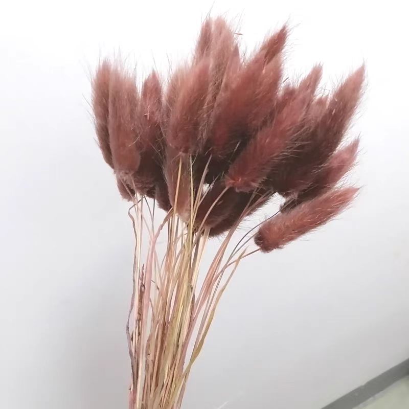 갈색 토끼 꼬리 잔디 60개 묶음