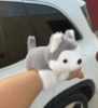 Husky