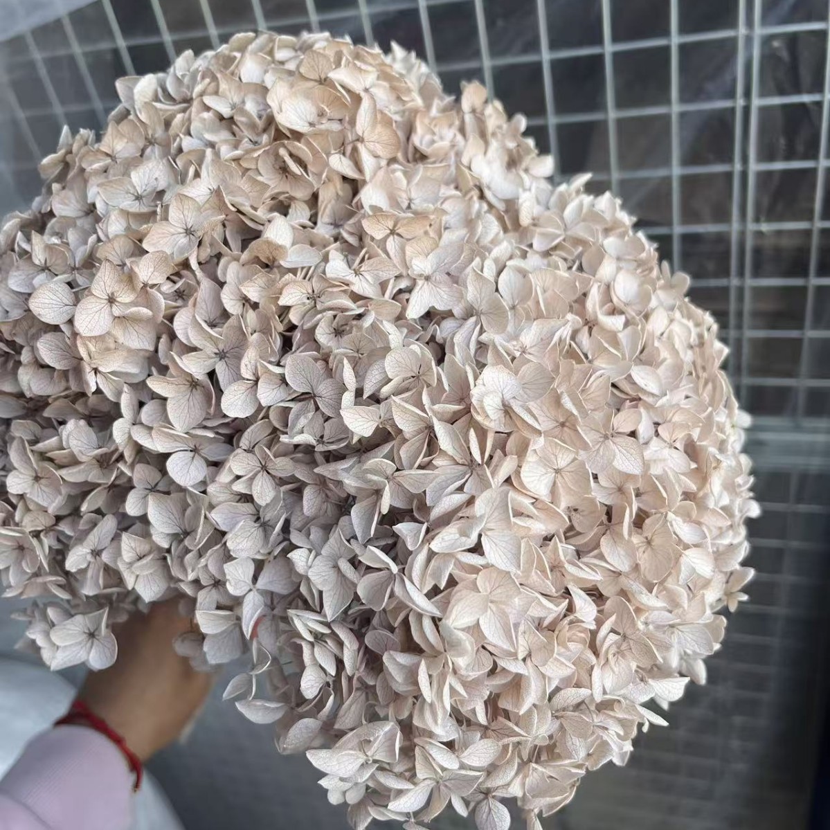 Flores eternas hortenida flores secas Anna hortenida hojas hortenida cabeza de hortenida flores eternas cubierta de vidrio material ramo diy