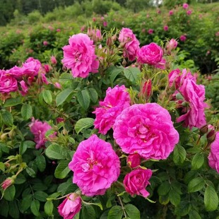 Liaoning Nursery Cold Fragrance Rose Four Seasons Rose Multi-Season Thorn Plum Cold Fragrance Rose Yellow Thorn Rose Three Seasons Blooming Color Powder