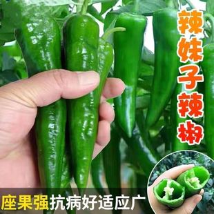 �����ӷN�������������������ļ����ԷN�Ѿ����N�����ཷ���콷