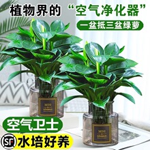 ���~��荾G�������Ԏ�����ˮ��ֲ���҃Ⱥ��B�·�������ȩ�ļ��Gֲ