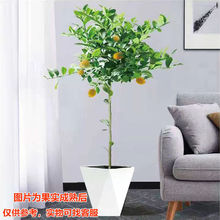 �W�t��ˮ���ʘ���玧��������ʳ���ļ��Gֲ����ˮ���̨�͏d