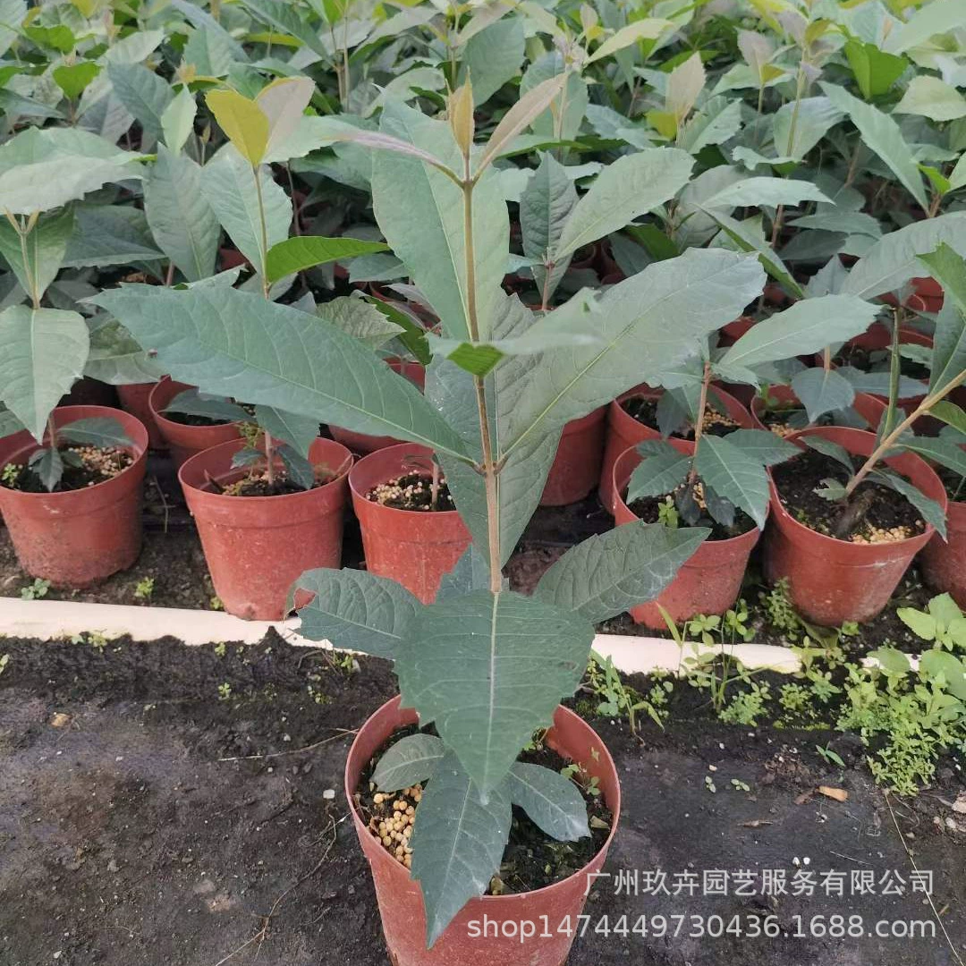 Большой цветок синий цветок Виноградная лоза цветок просмотр завод домашний горшок деревянная Виноградная лоза просмотр Зеленый завод база прямых продаж