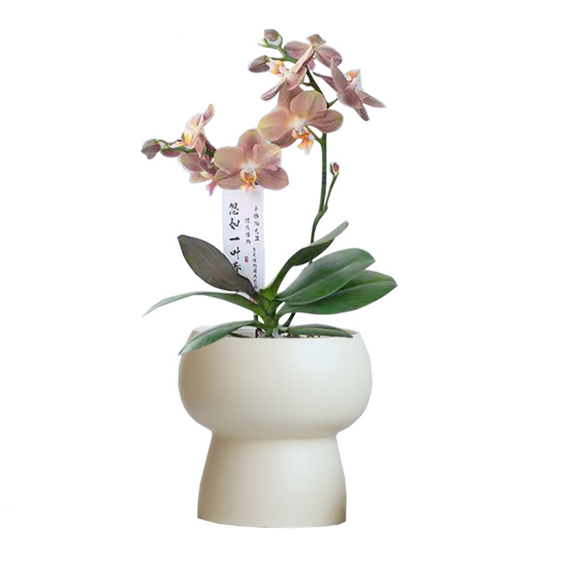 简约陶瓷花盆家用北欧ins奶油风轻奢蝴蝶兰梦香兰多肉绿植盆景盆|undefined