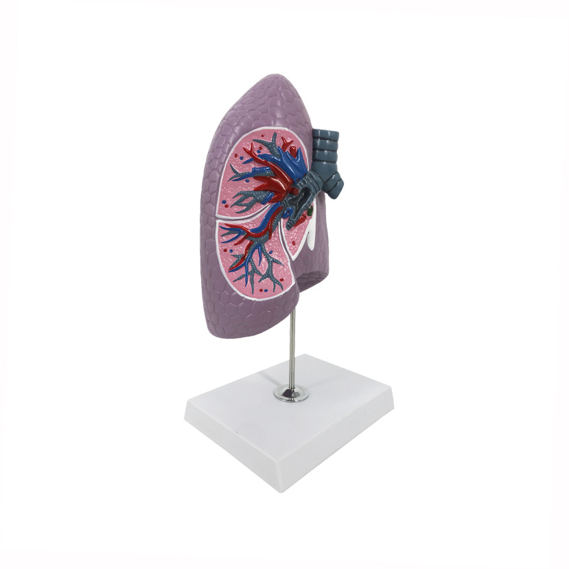R044 Bronchial right lung anatomical model