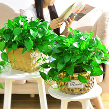 绿萝藤编盆栽植物花卉室内花盆水培净化空气套装吊兰好养客厅观叶