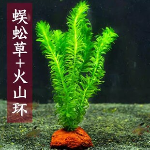 ����ˮ��ֲ���B���~�ݸ׃�ˮ�Gֲ�����B�~�G���~���쾰��ˮ��