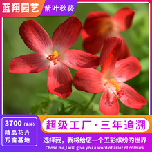 SֱN~NָɽļN҃׻̨ͥԺ