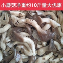 四川涼拌菜食材小蘑菇原料清水姬菇滑子菇鹽腌制食用凈重約0斤