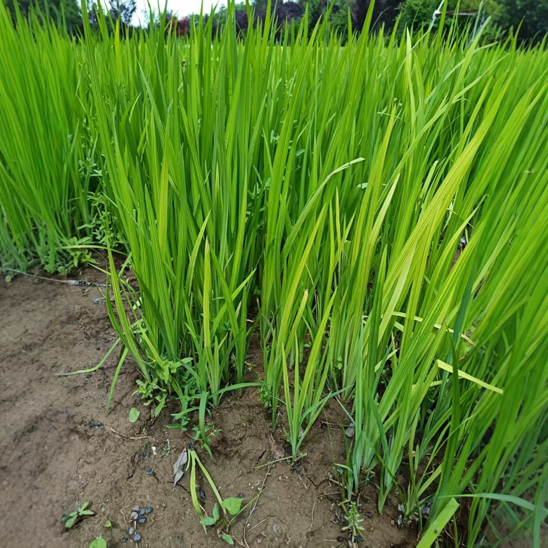 黄菖蒲 水菖蒲 石菖蒲水生植物净化水质 鱼虾龟鳖食物