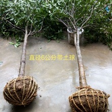 桂花树桂花树苗金桂丹桂四季桂八月桂盆栽花卉庭院绿植批发代发