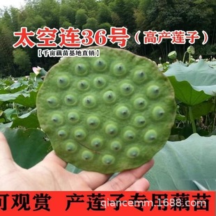 ̫��ɏ36̖ź��߮aɏ��ɏ��N�t��ɏź��ʳ��ˮ��ɏ�ӷN����Nֲ