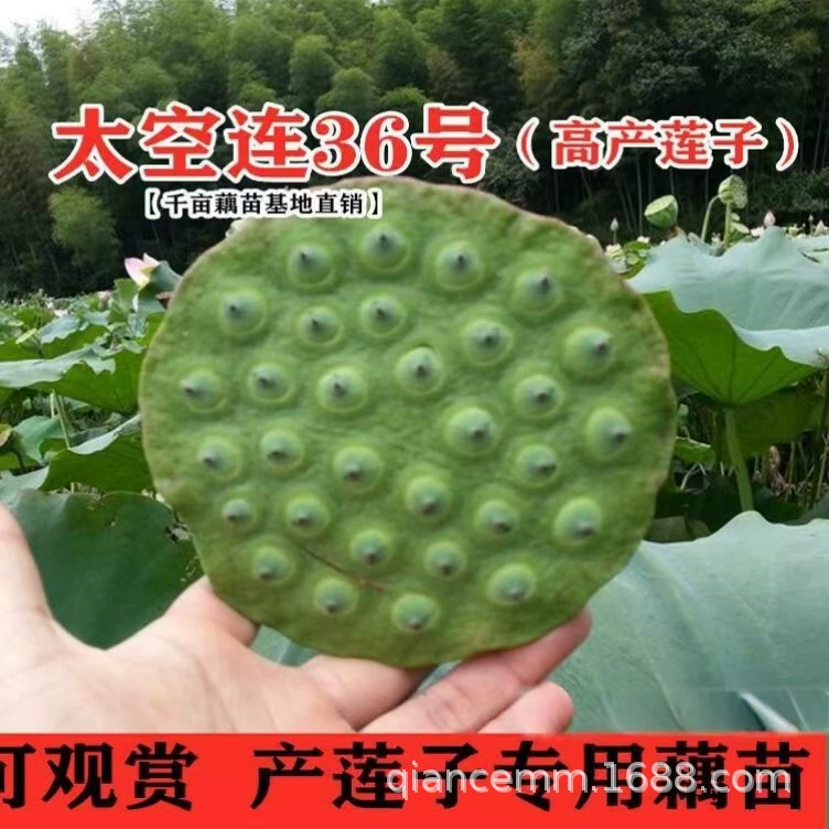 Space Lotus № 36, саженцы лотоса, высокоурожайные семена лотоса, стручки лотоса, саженцы красного лотоса, съедобные плоды, семена лотоса для посадки в пруду