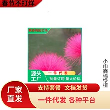 一件代发合欢树苗绿化合欢苗绒花树苗芙蓉花苗庭院盆栽合欢树小苗