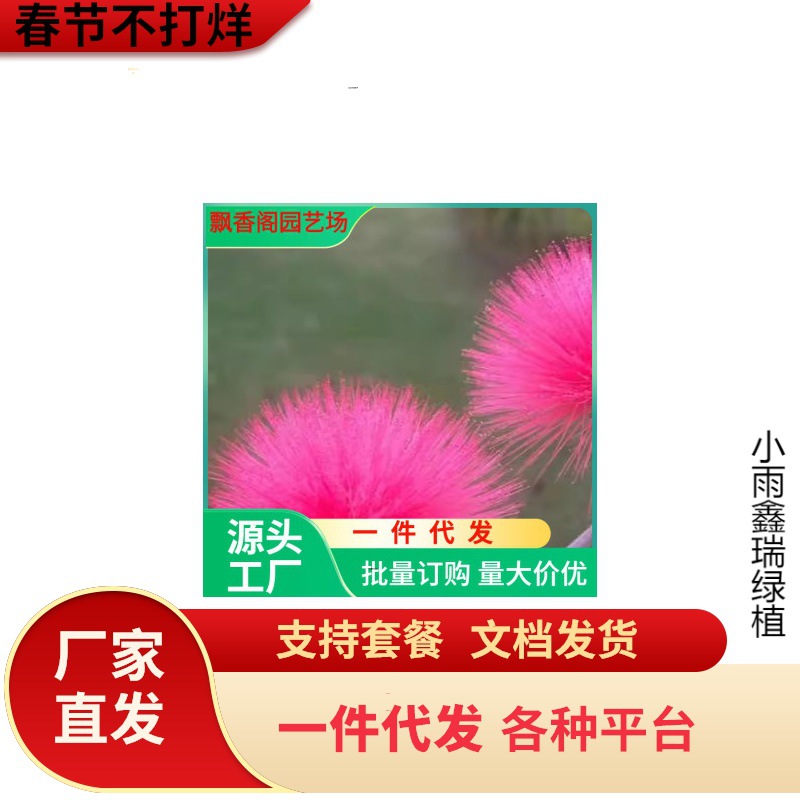 一件代发合欢树苗绿化合欢苗绒花树苗芙蓉花苗庭院盆栽合欢树小苗