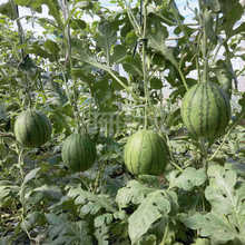 湘研育园明珠中早熟礼品瓜 90天 花皮红肉 5斤左右 肉质甜脆