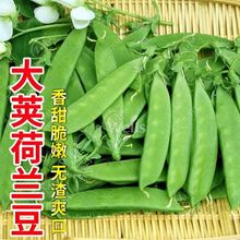 mNӰ׻pv㶹N㶹vNѸ߮aⶹ˶߲