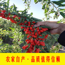 ���500g������ຣ��ϴ�^����轲����I�t��轘�轷ǌ���