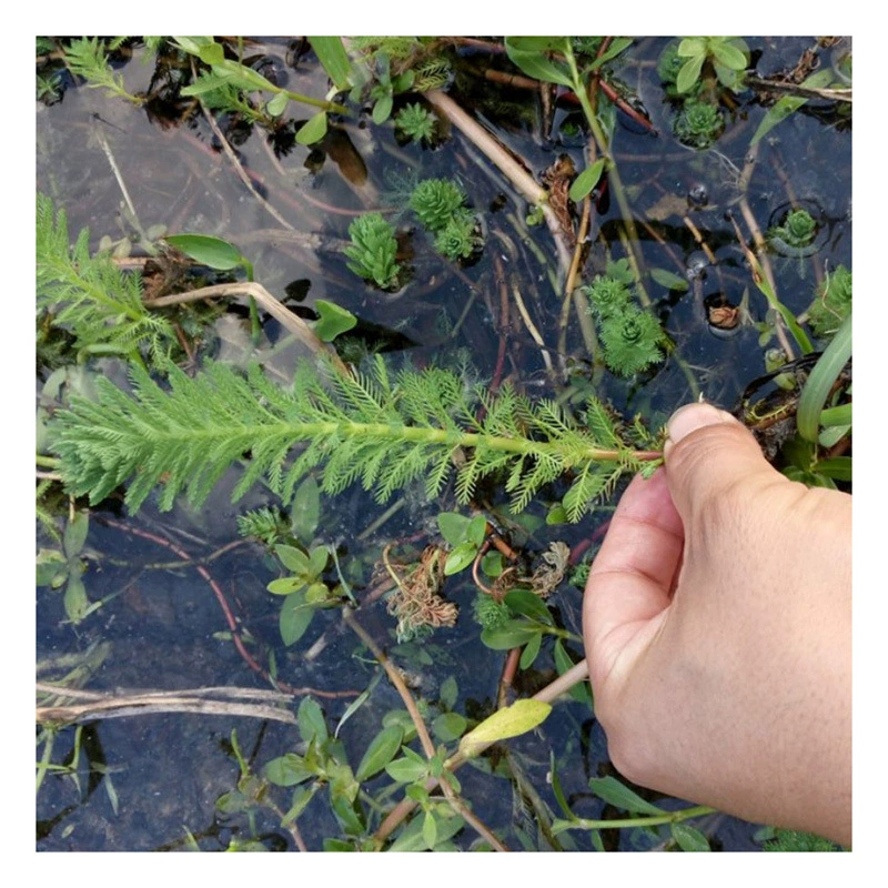 Оптовая Продажа с фабрики саженцы Лисохвоста водорослей собирают траву водно-болотных угодий водные растения Многолетние погруженные травянистые водные цветы