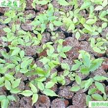【跨境供货】黄花梨种子 海南黄花梨树苗种子降香黄檀木黄花梨木