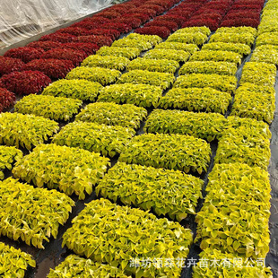 Qingzhou Seasonal Grass Flower and Color Leaf Grass Cultivation Base Color Leaf Grass Plug Seedlings Flame Green Color Leaf Grass
