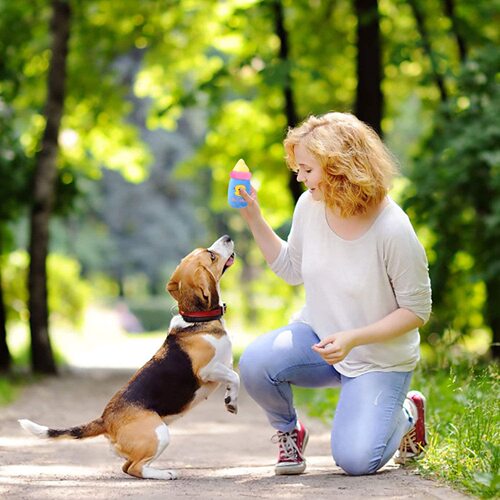 Dog Toys Pet Plush Sound Toys Wholesale Cat Supplies Bite-resistant Educational Toys Amazon Cross-Border