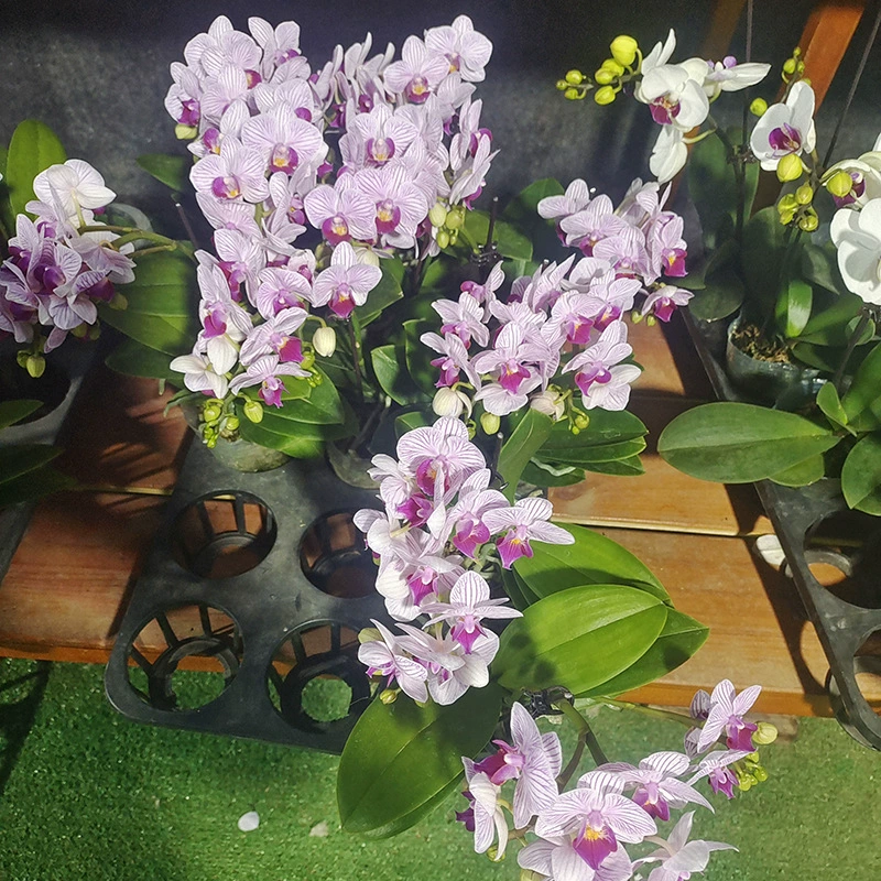 Good Four Seasons Цветы и растения с многолетним цветением и непрерывным цветением Крытый с бутоном Рассада орхидеи бабочки Зеленое растение Горшечное растение