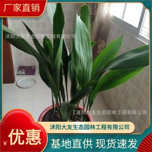 Илан Базовые Оптовые Сорта Самодельного Производства Полные Живописные Ландшафтные Инженерные Озеленение Саженцев