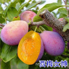 西梅苗树苗西梅皇后蓝蜜苗果树嫁接法兰西李子树苗盆地栽当年结果