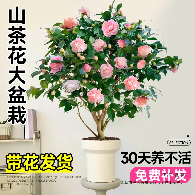 香妃山茶花盆栽树苗带花苞五色赤丹四季开花卉室内植物阳台好养活