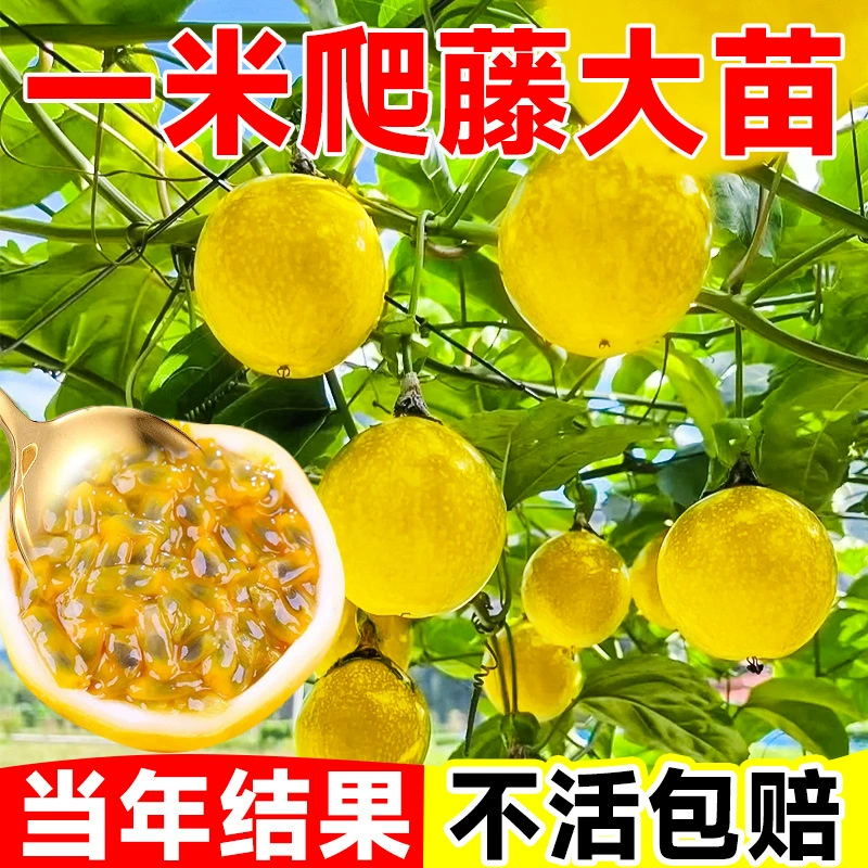 【1m очень больших саженцев】Саженцы золотого плодового дерева Qinmi № 9, привитые горшечные растения для постоянного производства фруктов в южных регионах круглый год.