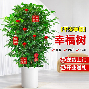 �Ҹ���͏d���Դ��;Gֲƽ�����Ϙ��҃�����ȩ�G��С�~�������絓