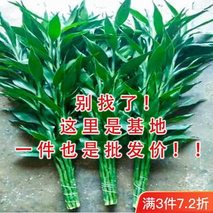 ���F��ָ��D�\�t��������ȩֲ�ﺣ��ֱ�l���r������ˮ��ֲ��S