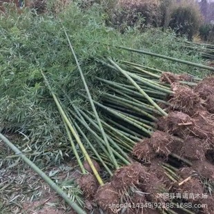 ���lë���� ���ֲ�� ��ë���� ���̾G������ �F������