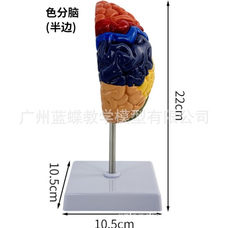 ��������ɫ�ֹ�����ģ�� ҽ����ͨģ�� ���� �Կƽ�ѧģ��