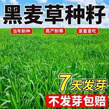 ݷNӶݷNBֳݷNuţ~iĲݷN