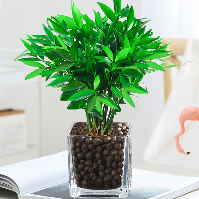 엄선된 대형 모기퇴치대나무 10그루(사각통+세라믹)+영양액