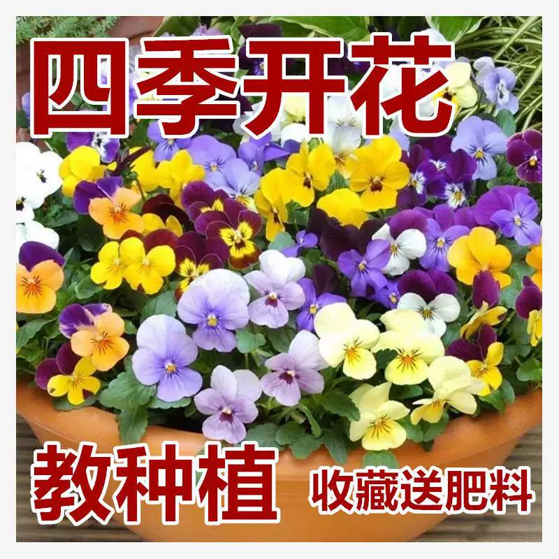 Осенний посев выносливые семена анютины