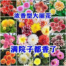 大丽花种子春季花籽四季室外易活观赏花卉四季播种庭院草花种籽子