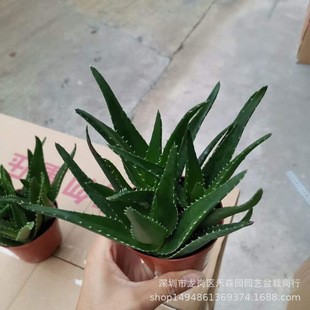 �J�CС���Ԏ������҃ȃ����՚�ֲ���k���������ļ����B�������l