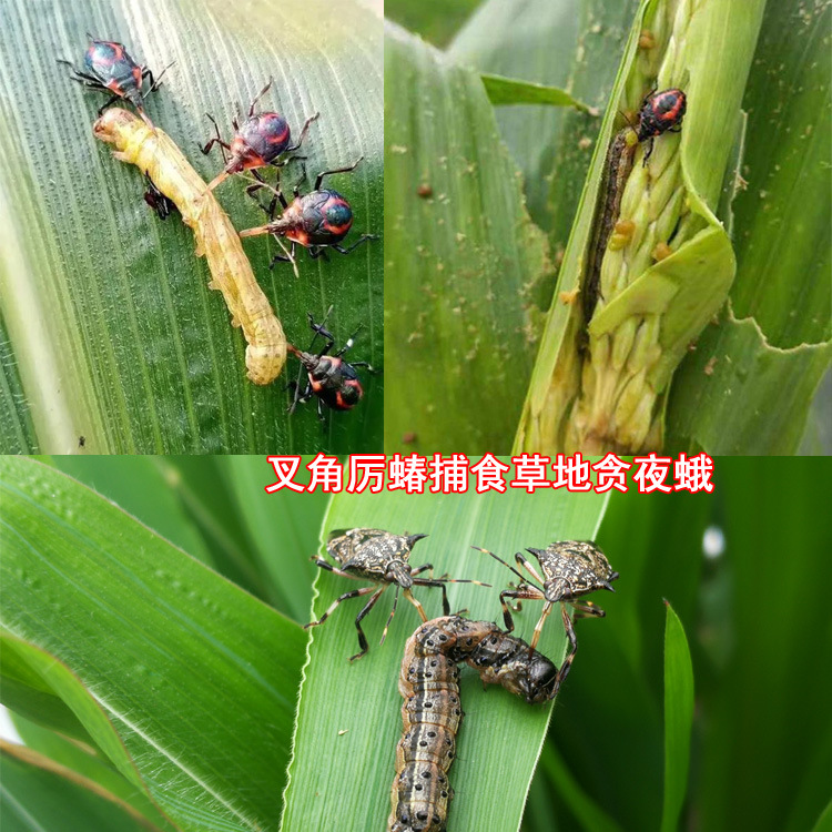 叉角厉蝽捕食草地贪夜蛾 拷贝.jpg