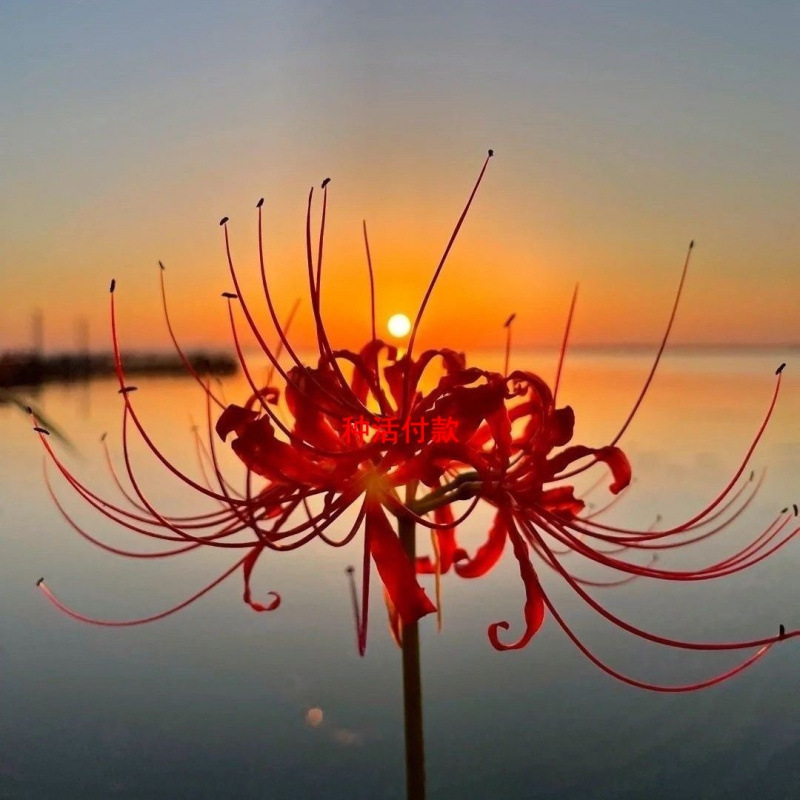 四季开花彼岸花曼珠沙华盆栽红花换锦石蒜阳台花卉浓香晚香玉