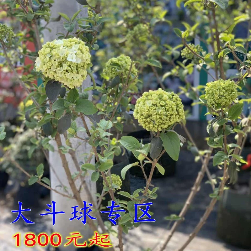 Базой оптом рассада китайской древесной гортензии может быть видео выбор рассады