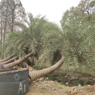 2303 base supply modeling curved pole oblique floating middle east date 3-7 meters pole silver date waterscape tree